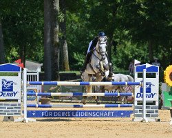 Springpferd Hilde 47 (Holsteiner, 2012, von Corrado I)