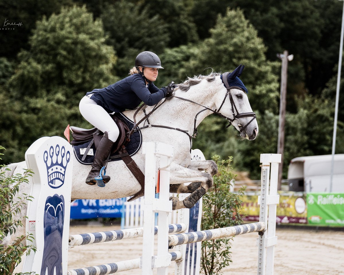 jumper Spongebob Squarepants (Czech Warmblood, 2013, from Crux Ask)