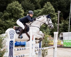 Springpferd Spongebob Squarepants (Tschechisches Warmblut, 2013, von Crux Ask)