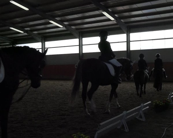 Reitturnier Marl, Hof Ostgathe 2023
