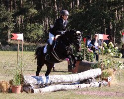 horse Jeremy 64 (Pony without race description, 2015)