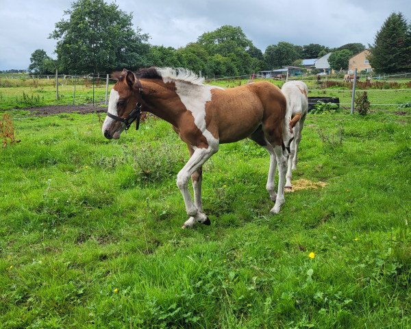 broodmare Amina Mescalera (Pinto / Pony, 2023, from Mescalero 29)
