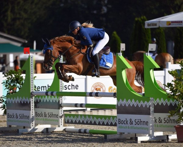 jumper Skywalker 101 (Dutch Pony, 2014, from Slangenburg's Alexander)