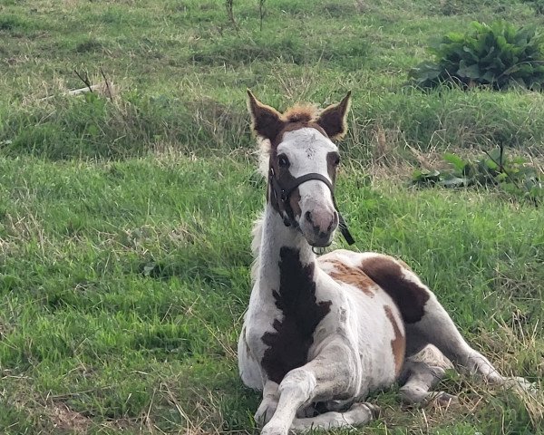 broodmare Farina Mescalera (Pinto / Small Riding Horse, 2023, from Mescalero 29)