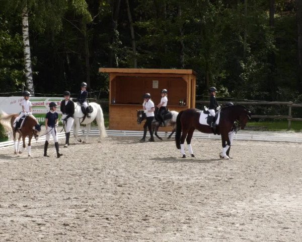 Reitturnier Ditzingen 2023