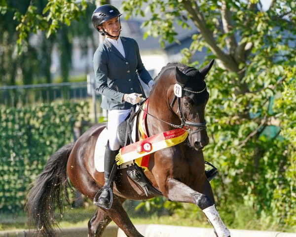 Dressurpferd Magic Moment (Österreichisches Warmblut, 2019, von Morricone)