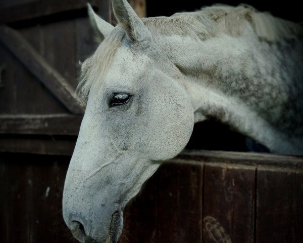 jumper Call Me Caillou (German Warmblood, 2011, from Cyper Space)