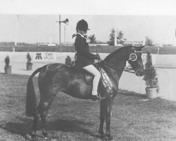 horse Piran Sweet Honesty (British Riding Pony, 1977, from Piran John Halifax)