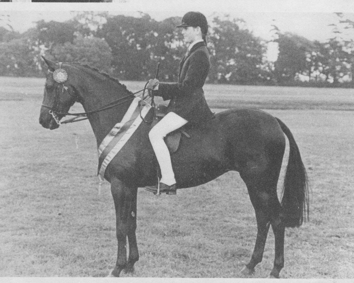 Horse Lechlade Violet (British Riding Pony, 1974, from Bwlch Valentino)