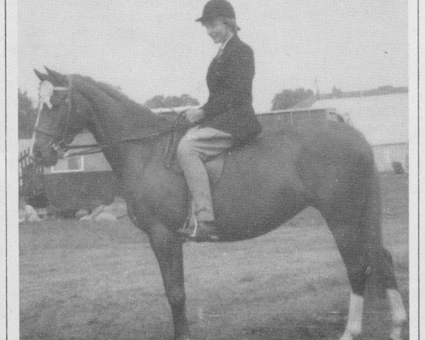 Zuchtstute Cusop Celebrity (British Riding Pony, 1957, von Bwlch Valentino)
