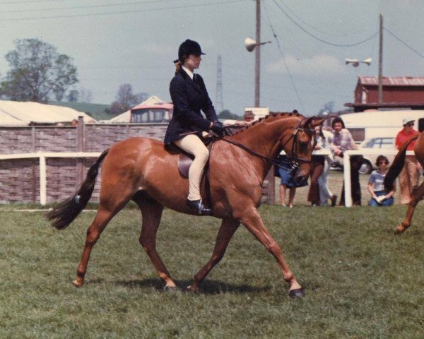 horse Small-Land Otto (Welsh Partbred, 1971, from Downland Romance)