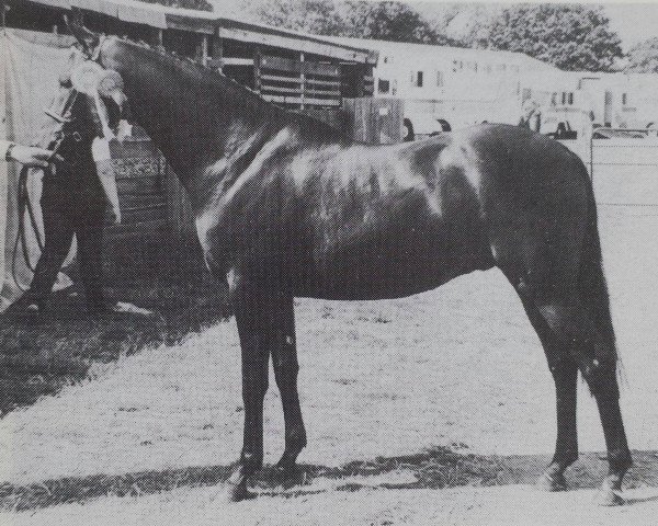 Pferd Cusop Dignified (British Riding Pony,  , von Cusop Flamingo)