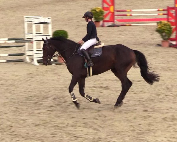 Reitturnier Westergellersen 2023