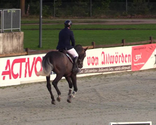 Reitturnier Westergellersen 2023