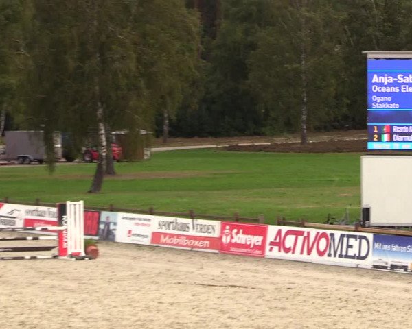 Reitturnier Westergellersen 2023