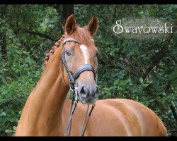 Dressurpferd Swavowski (Westfale, 2007, von Sir Donnerhall I)