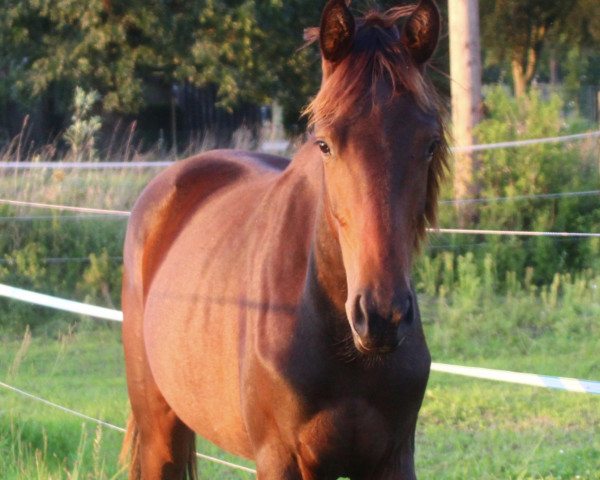 horse Blink Miss Glory (German Sport Horse, 2022, from By your Side 3)