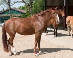 dressage horse Da Mila (Hanoverian, 2016, from Diamond Hit)