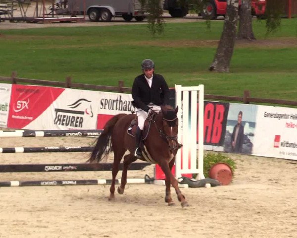 Reitturnier Westergellersen 2023