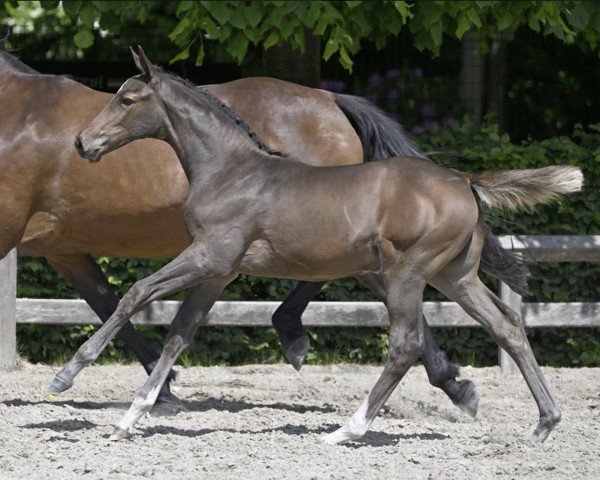 horse Etoile Filante d'Argilla Z (Zangersheide riding horse, 2023, from Emerald van 't Ruytershof)