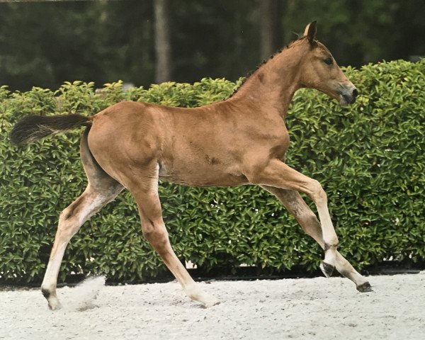 horse Chicke Tiete d'Argilla Z (Zangersheide riding horse, 2023, from Chaccos' Son)