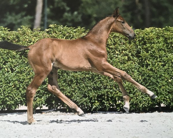 horse Twithney d'Argilla Z (Zangersheide riding horse, 2023, from Taloubet Z)