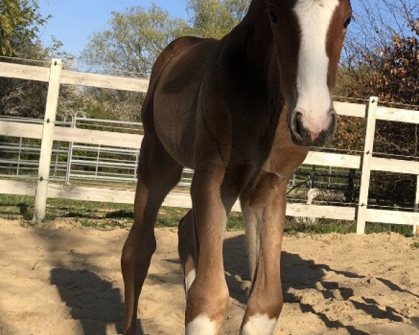 horse Westwind JB (Oldenburg, 2022, from Danone 4)