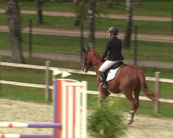 Reitturnier Westergellersen 2023