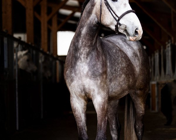horse Oracle Moon d'O (German Sport Horse, 2019, from Origi D'o)