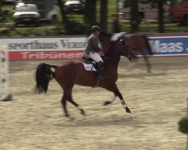 Reitturnier Westergellersen 2023