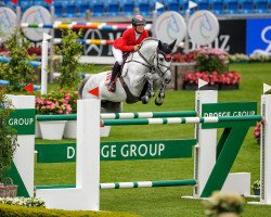 stallion Hickstead White (Oldenburg show jumper, 2012, from Hickstead)
