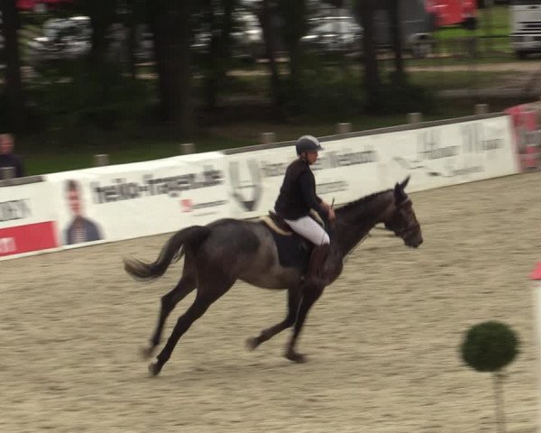 Reitturnier Westergellersen 2023