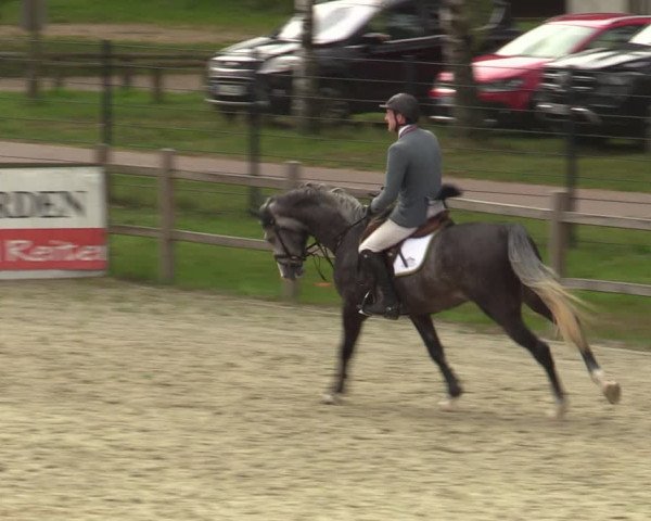 Reitturnier Westergellersen 2023