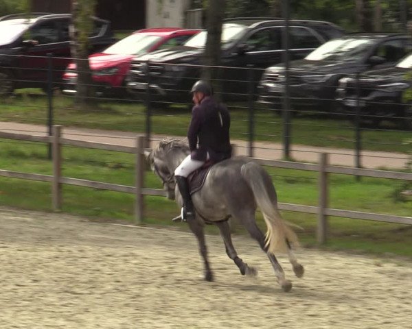 Reitturnier Westergellersen 2023