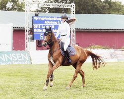 jumper Lavina M (Hanoverian, 2019, from Lex Lugar)