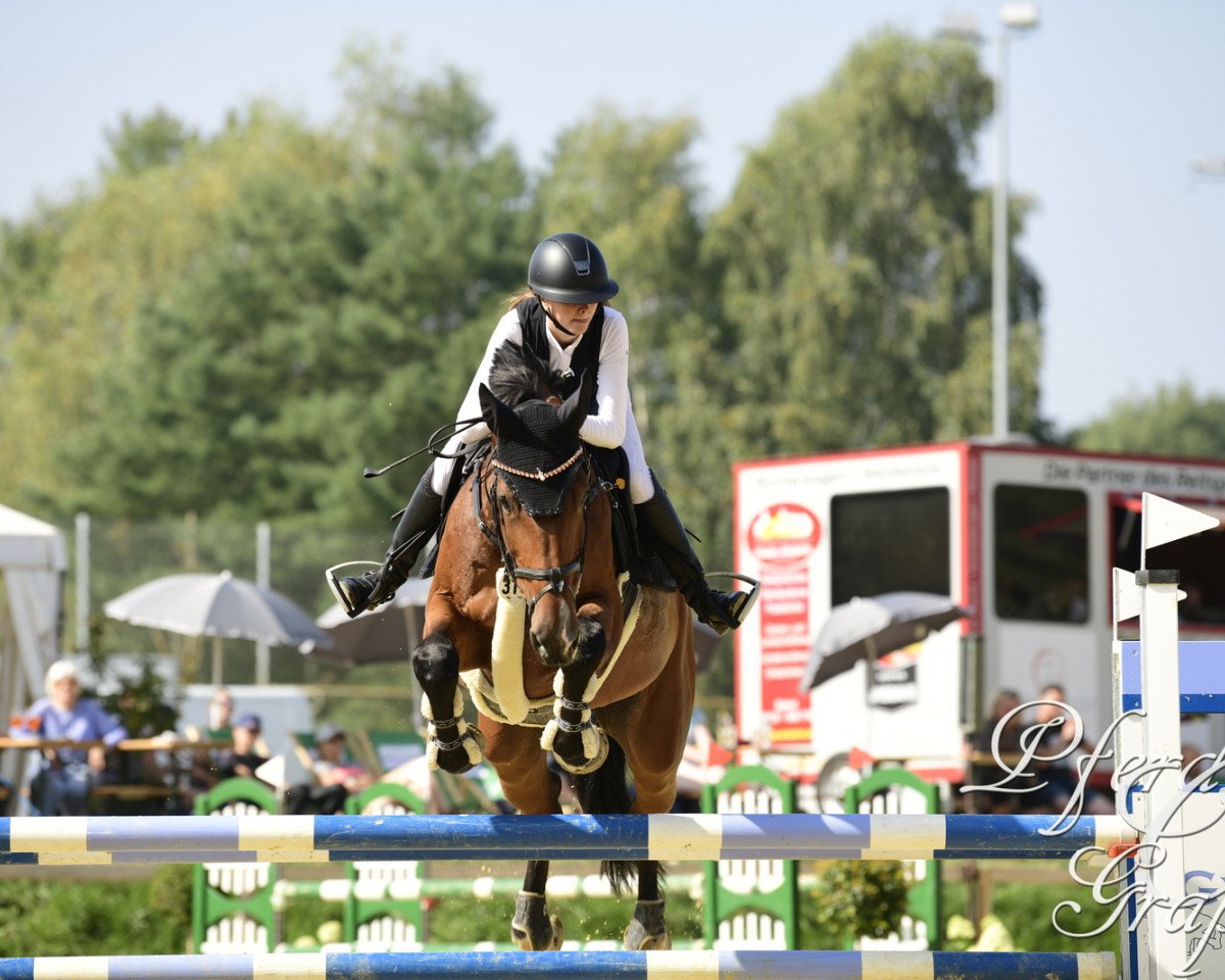 Springpferd Khimera Z (Zangersheide Reitpferd, 2015, von Kannan)