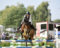 jumper Khimera Z (Zangersheide riding horse, 2015, from Kannan)