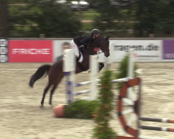 Reitturnier Westergellersen 2023