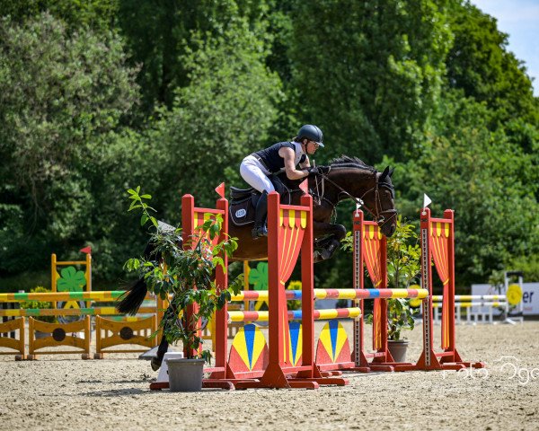 jumper Chocolores (Oldenburg show jumper, 2018, from Bentley van de Heffinck)