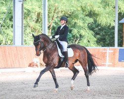 dressage horse Feiner Tanz (Oldenburg, 2009, from Fidertanz)