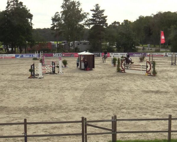 Reitturnier Westergellersen 2023