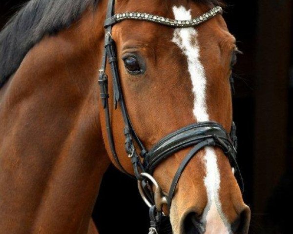 Pferd Santana R (Kleines deutsches Reitpferd, 2011, von Strahlemann)