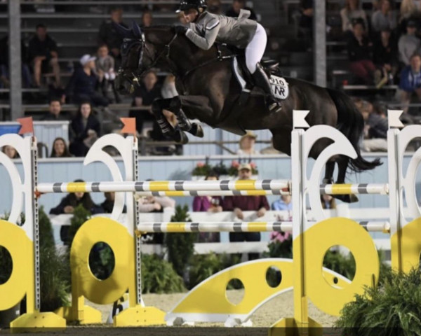 jumper Fayuri (Swiss Warmblood, 2013, from Favorit Ask)