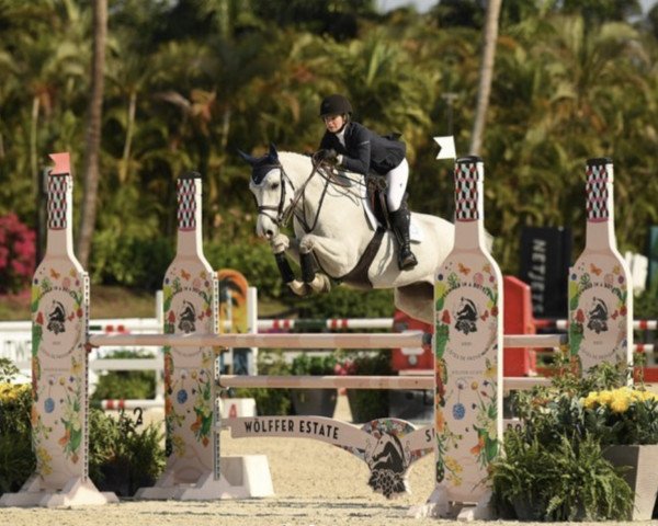 jumper Hilton (KWPN (Royal Dutch Sporthorse), 2012, from Contendros 2)