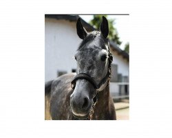 broodmare Lasina 19 (Holsteiner, 2015, from Lasino)