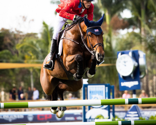 jumper Nikita Jolie (Oldenburg show jumper, 2010, from Numero Uno)