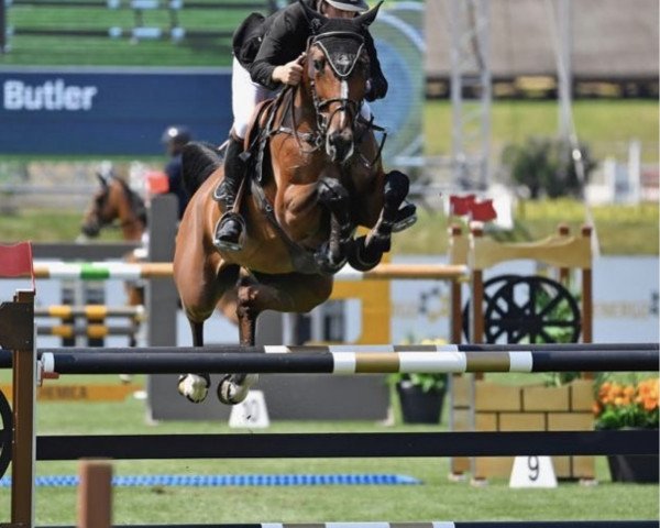 jumper Divine Hero (Belgium Sporthorse, 2009, from Erco van het Roosakker)