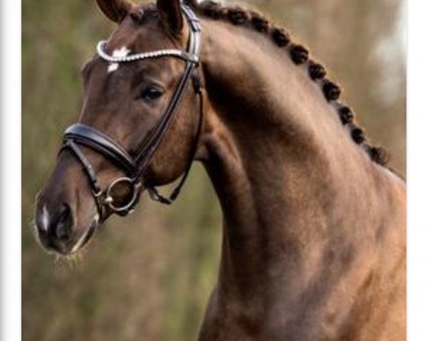 Deckhengst Be my Dancer (Westfale, 2019, von Callaho's Benicio)