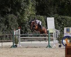 Springpferd Odessa S (Hannoveraner, 2016, von Orlando van de Heffinck)