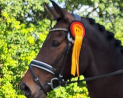 dressage horse Felissima EG (Westphalian, 2014, from Flanissimo)